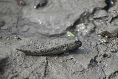 Periophthalmus novemradiatus