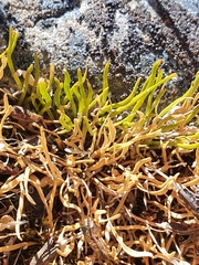 Carmichaelia uniflora