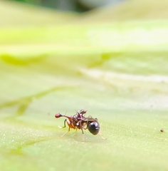 Megalabops quadriguttata