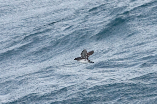 (c) markus lilje, some rights reserved (CC BY-NC-ND), uploaded by markus lilje iNaturalist image