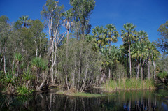 Pandanus aquaticus