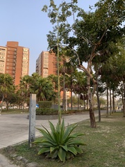Agave wercklei
