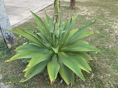 Agave wercklei
