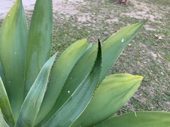 Agave wercklei
