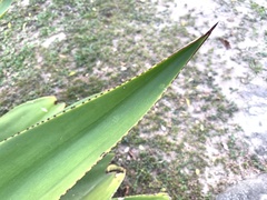 Agave wercklei