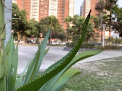 Agave wercklei
