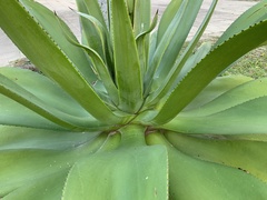 Agave wercklei