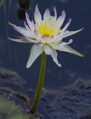 Nymphaea violacea
