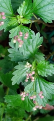 Nanocnide japonica