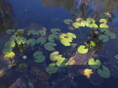 Nymphaea violacea
