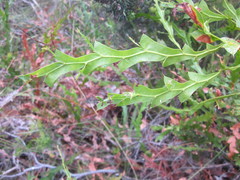 Acacia alata
