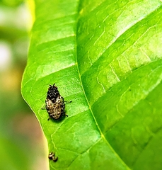 Poecilosomella