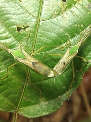 Homoeocerus angulatus