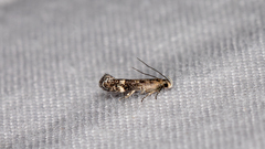 Aproaerema simplexella