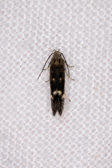 Aproaerema simplexella