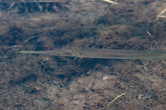 Asian Needlefish photo 4