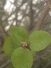 Bursera karsteniana