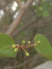 Bursera karsteniana