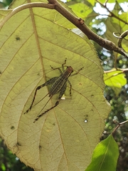 Cardiodactylus novaeguineae