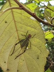 Cardiodactylus novaeguineae