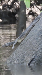 Varanus indicus