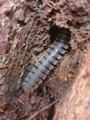 Polydesmida