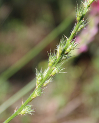 Onobrychis dielsii