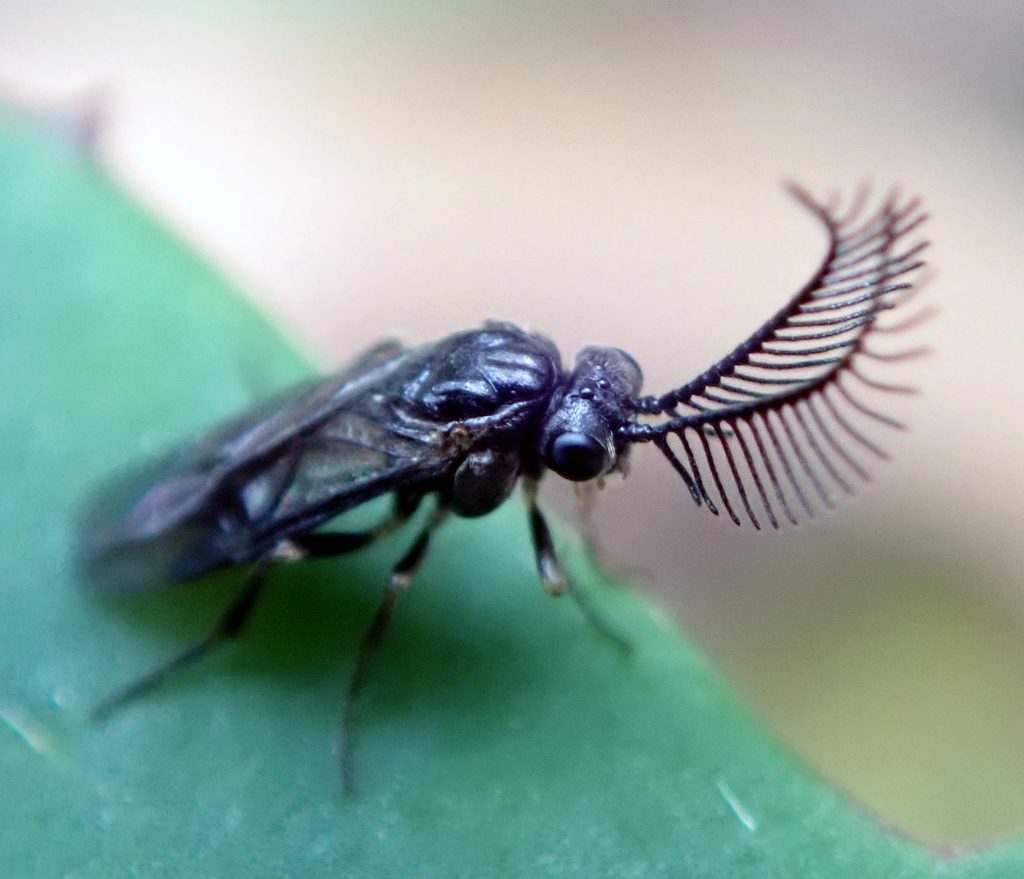 Euryinae