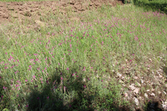Onobrychis dielsii