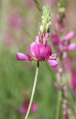 Onobrychis dielsii