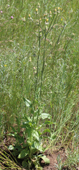 Crepis alpina