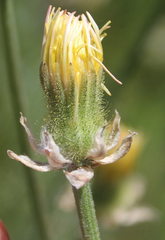 Crepis alpina