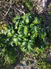 Acanthus mollis