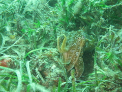 Sepia apama