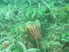 Sepia apama