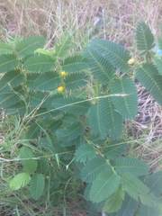 Chamaecrista nictitans