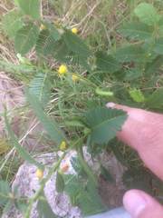 Chamaecrista nictitans