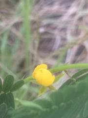 Chamaecrista nictitans