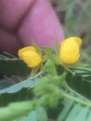 Chamaecrista nictitans