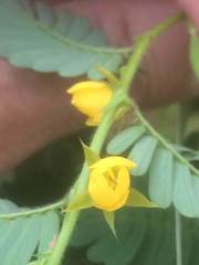 Chamaecrista nictitans
