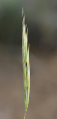 Bromopsis