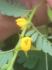 Chamaecrista nictitans