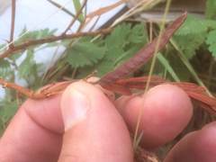 Chamaecrista nictitans