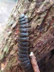 Polydesmida