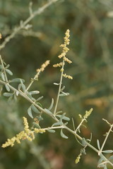 Chenopodium nitrariaceum