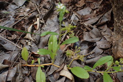 Limeum viscosum transvaalense