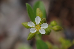 Limeum viscosum transvaalense