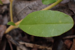 Limeum viscosum transvaalense