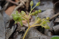 Limeum viscosum transvaalense