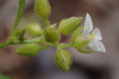 Limeum viscosum transvaalense